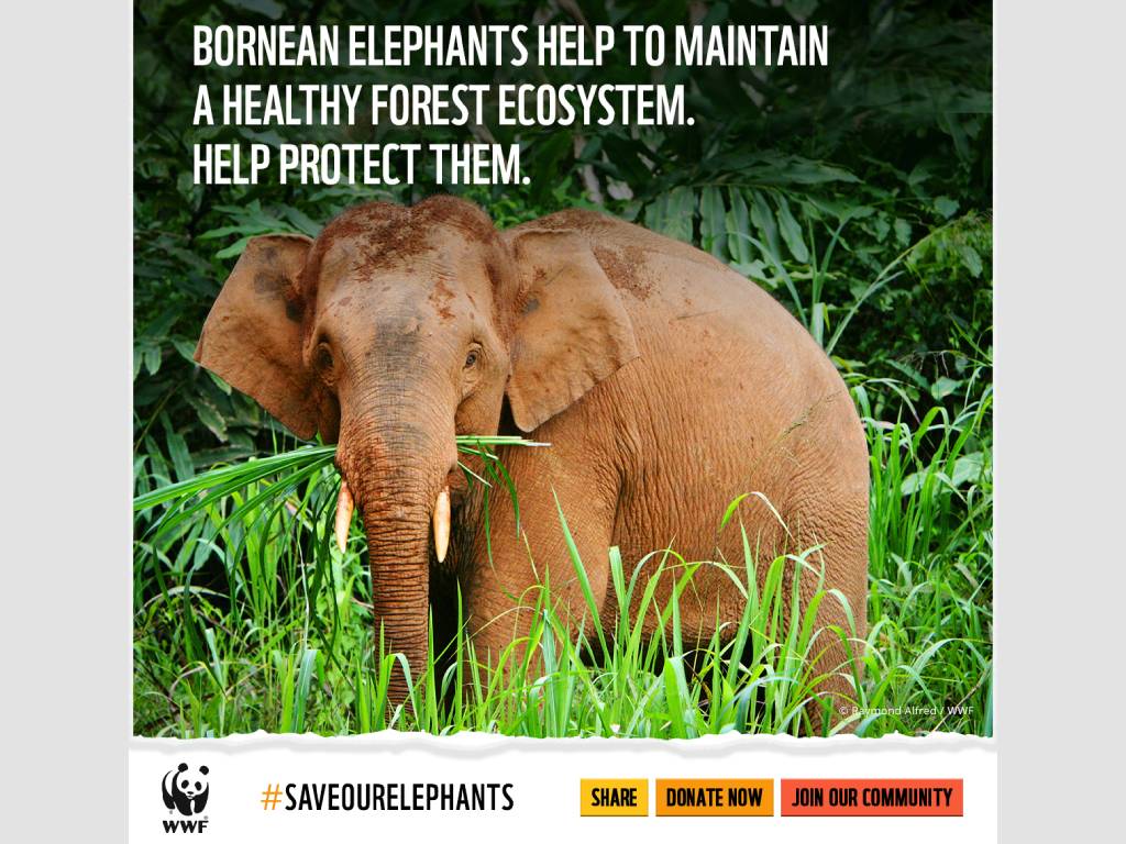 WWF multi-channel results